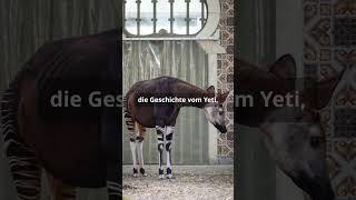 Das Okapi – Einzigartig und geheimnisvoll tiere doku hund okapi shorts tierfilm giraffezebra [upl. by Nadya]