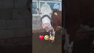 Kapalagim Mani automobile quotes motivation edit sigirboqish cow simmental angus animals [upl. by Kos916]