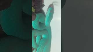 Trimeresurus Insularis blue🩵 trimeresurusinsularis blueinsularis pitviper shorts [upl. by Ylak]