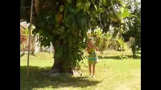 Elfi  breadfruittree in the garden of Ansells CottagesJamaica 2010 [upl. by Llerihs9]