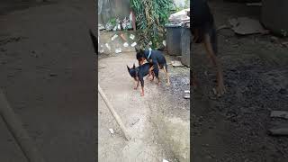 funny cute minni pinscher first time meet [upl. by Ev]