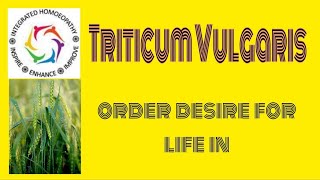 Triticum Vulgaris  new age grass remedy by INTEGRATED HOMOEOPATHY [upl. by Ellemaj]