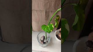 money plant grow in indoor astrology motivation horoscope zodiacsigns story astrofacts [upl. by Eimyaj]