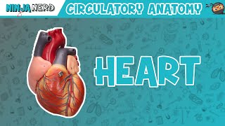 Cardiovascular  Anatomy of the Heart  Heart Model [upl. by Theresa]