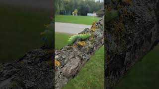 Found a cecropia moth caterpillar north Americas largest moth canadianbeauty outdoors wildlife [upl. by Goldi345]