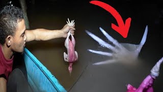 Fishermen Captured Something Out Of This World In The Mariana Trench [upl. by Lightman]