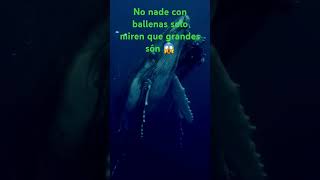 Las ballenas mas grandes [upl. by Garvey]