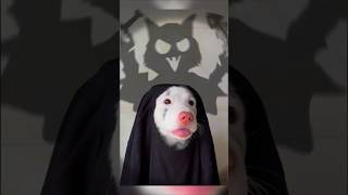 Ce gentil chien veut avoir lair effrayant à Halloween  😱 shorts [upl. by Neleb75]