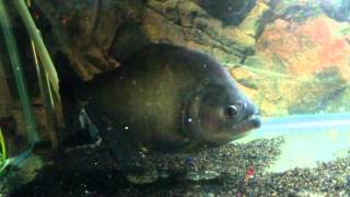 38cm serrasalmus rhombeus feeding black piranha WWWPIRANHAPLAZACOM [upl. by June]