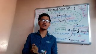 Trick to remember ornithineurea cycle for NEETAIIMS JIPMER IIT JAM BLBT  GATE  NETJRF [upl. by Euginomod]