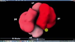 Hemoglobin R T State Howard Hughes Institute with Narration [upl. by Griffis]