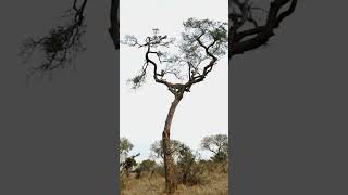 Monkey Trapped in Tree with Hungry Leopard [upl. by Sonny]