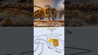 Qué Pasa en el Estómago de una Abeja 😱😳 [upl. by Koralle888]