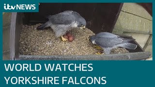 World watches Wakefield Cathedral as its peregrine falcons approach due date  ITV News [upl. by Pedrotti451]