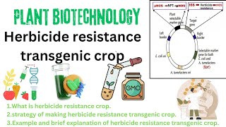 Herbicide resistance transgenic crop  Plant genetic engineering in crop improvement [upl. by Baskett487]