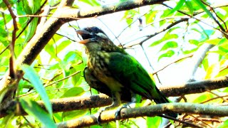 Wild lineated barbet call Asian barbet call Psilopogon lineatus [upl. by Nnaitak643]