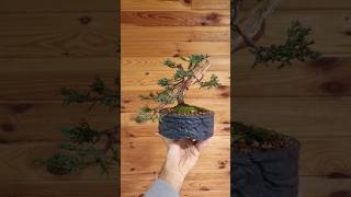 Juniper Bonsai from Nursery Stock [upl. by Fernande]