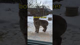 From Fear to Friendship The Bobcat Rescue Story [upl. by Wavell438]