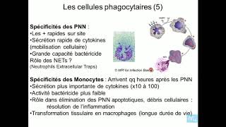 immunité innée partie 2 [upl. by Ahtar801]