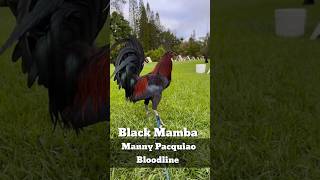 BLack Mamba 4x Winner  Manny Pacquiao Bloodline shortvideo [upl. by Pansie238]