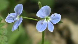 MyNature Apps Identifying Birdseye Speedwell Veronica persica [upl. by Dleifyar]