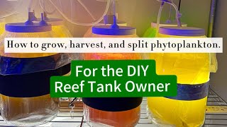 Beginners guide How to grow harvest and split phytoplankton cultures for saltwater fish and coral [upl. by Elleon]