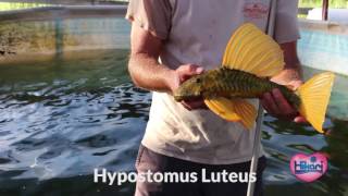 Hypostomus Luteus wild caught from South America [upl. by Granese]