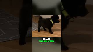 Meet the Little Black Devil Schipperke [upl. by Sonitnatsnok]