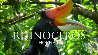 Rhinoceros Hornbill Sabah Malaysian Borneo [upl. by Nylynnej]