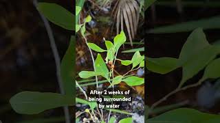 Goji Berry Plant in Water  Surviving a Hurricane Flood [upl. by Gaven]