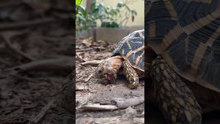 Tortoise eating slug  Indian Star Tortoise [upl. by Riay]