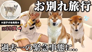 【迷子犬に遭遇】離れて暮らす柴犬こまちゃん達との旅行が予想外のハプニングamp癒しの回になりました。「飼い主熱暴走する」 [upl. by Meekyh773]