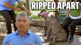 Teaching Dog Park Etiquette To An Aggressive Bulldog  Cesar 911 Season 1 Ep 4  Part 2 [upl. by Lessur]