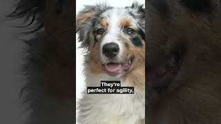 Australian Shepherd in Under 60 Seconds  Dog Breed  australianshepherd dogbreed dogs pets [upl. by Kliman772]