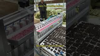 Nursery Tray Seeding Machine Efficient and Precise Sowing Easy Seedling Raising [upl. by Balbinder724]