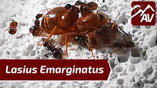 Lasius Emarginatus The House Ants  Ant Care Guide amp Keeping Tips [upl. by Normy]