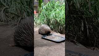 Echidna found roaming freely around Adelaide zoo [upl. by Ok]