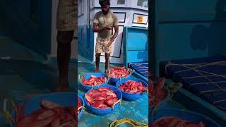 Mangalore boat 1st day we caught lot of unnimary fishes 👇 seafood fishing thenkadalmeenavan [upl. by Nniuqal]