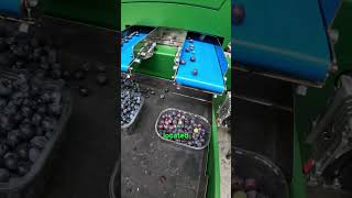 What is the difference between a fruit rotating sorting machine and a standard sorting machine [upl. by Hgierb]