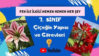 7 Sınıf Fen Bilimleri  Çiçeğin Yapısı ve Görevleri [upl. by Salangi840]