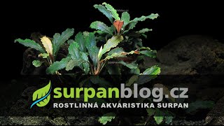 Bucephalandra biblis  Bucefalandra biblis  Akvarijní rostliny  SURPANcz [upl. by Natsyrt]