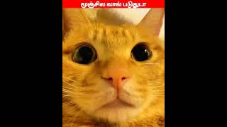 😂🐕🐈டேய் டேய் மச்சி😂🐕🐈comedyvideosviral trending funnyanimal videos [upl. by Bright113]