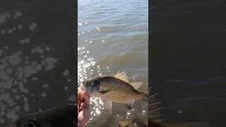 October White Bass Fishing fishing shorts bass outdoors subscribe adventure [upl. by Lolande]