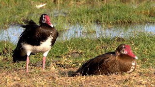 Spurwinged Goose in Kenya [upl. by Retxed212]