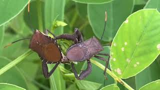 Bọ xít chân lá giao phối  Leaf Footed Bug Acanthocephala terminalis in love 16 [upl. by Hedley369]