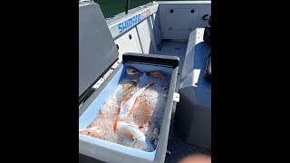 Snapper amp Gurnard fishing of the Manukau [upl. by Elfie504]