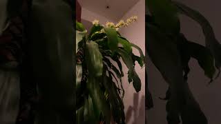 Corn Plant Dracaena fragrans interior plant with flowers [upl. by Sopher]