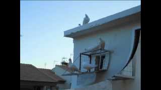 Palomas mensajeras Blancas Granada [upl. by Pierette]