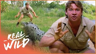 Steve Irwin Faces A Massive Saltwater Crocodile In Australia  Crocs Down Under  Real Wild [upl. by Donoghue]