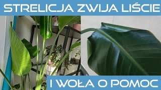 Strelicja zwija liście Co się dzieje Popołudnie z roślinami6 [upl. by Tristam]